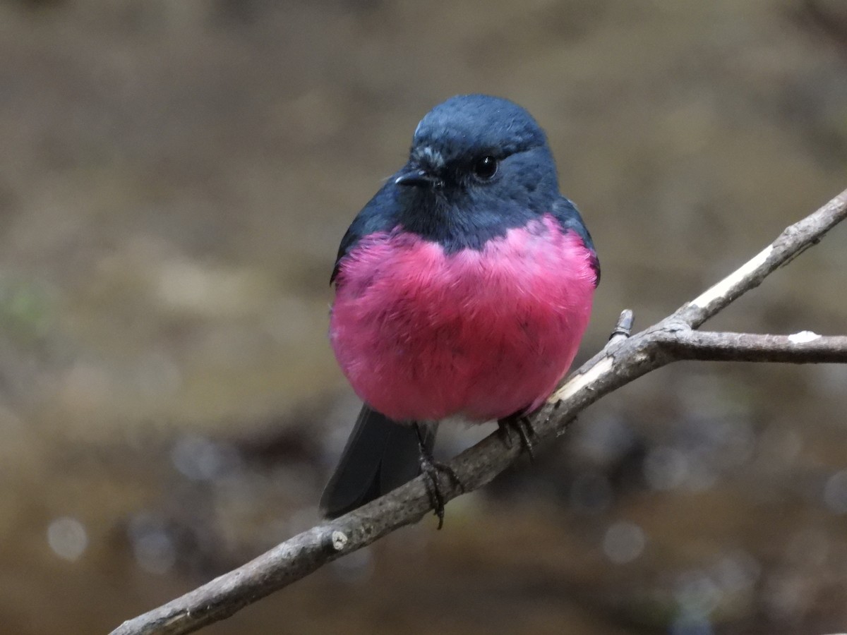 Pink Robin - ML624928495