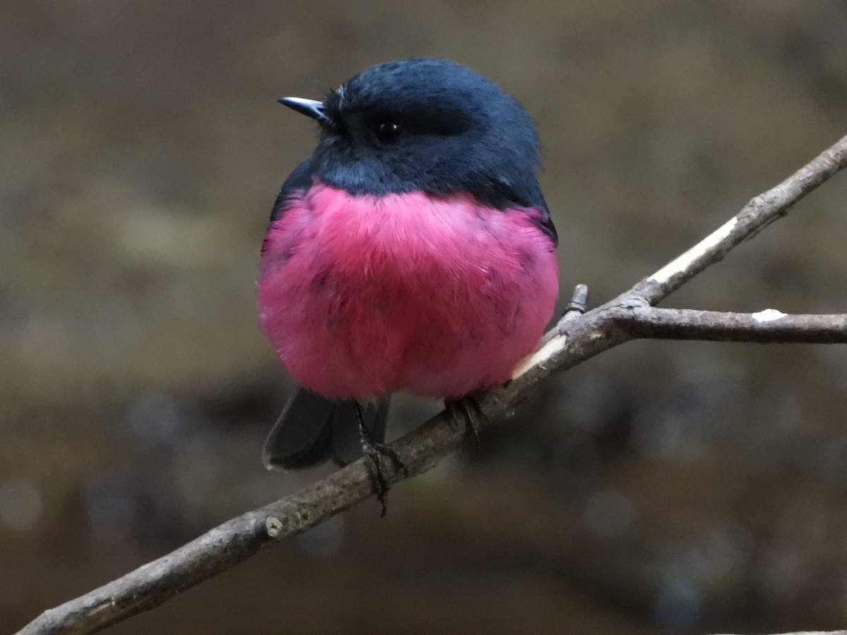 Pink Robin - ML624928571