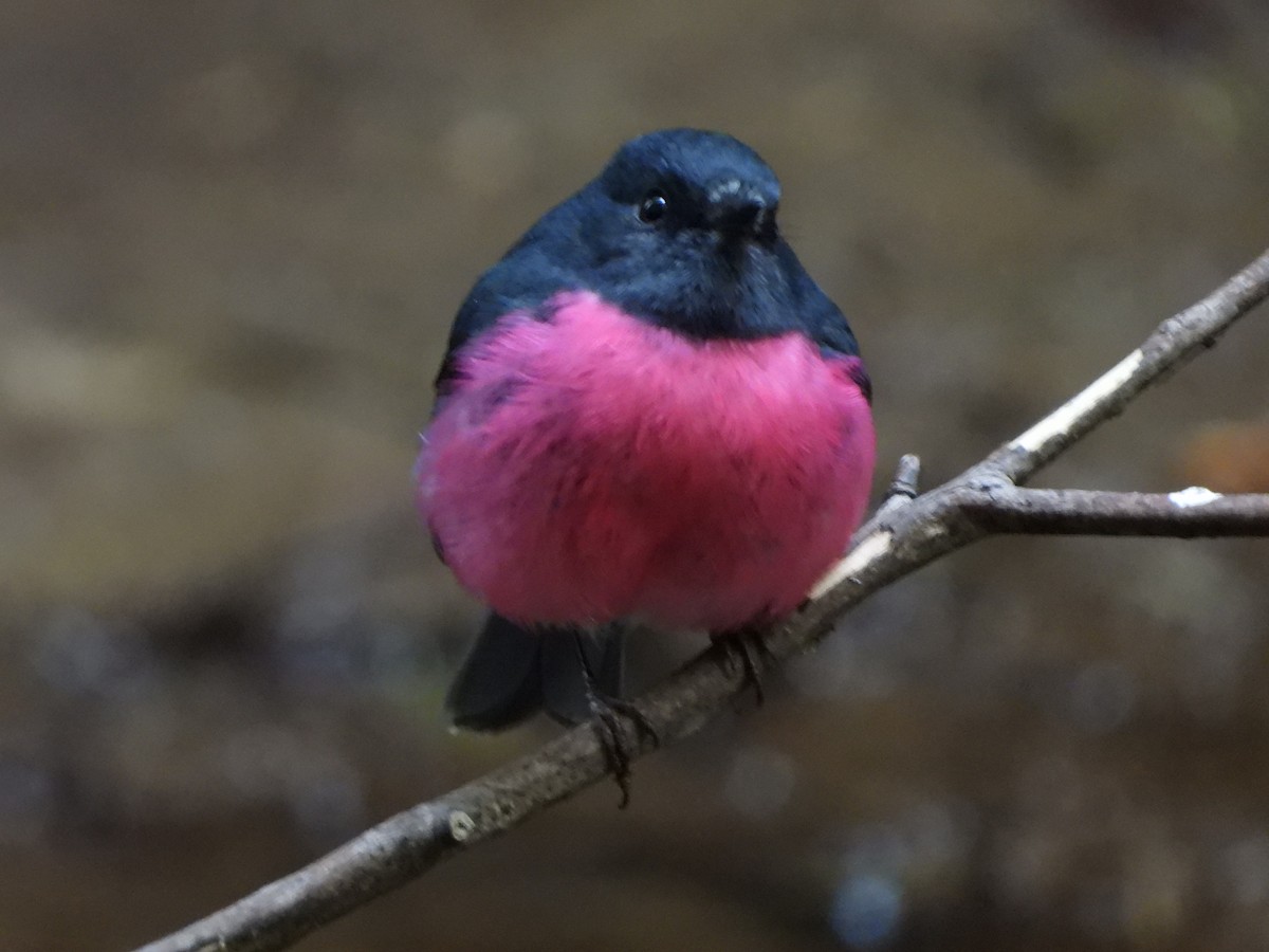 Pink Robin - ML624928627