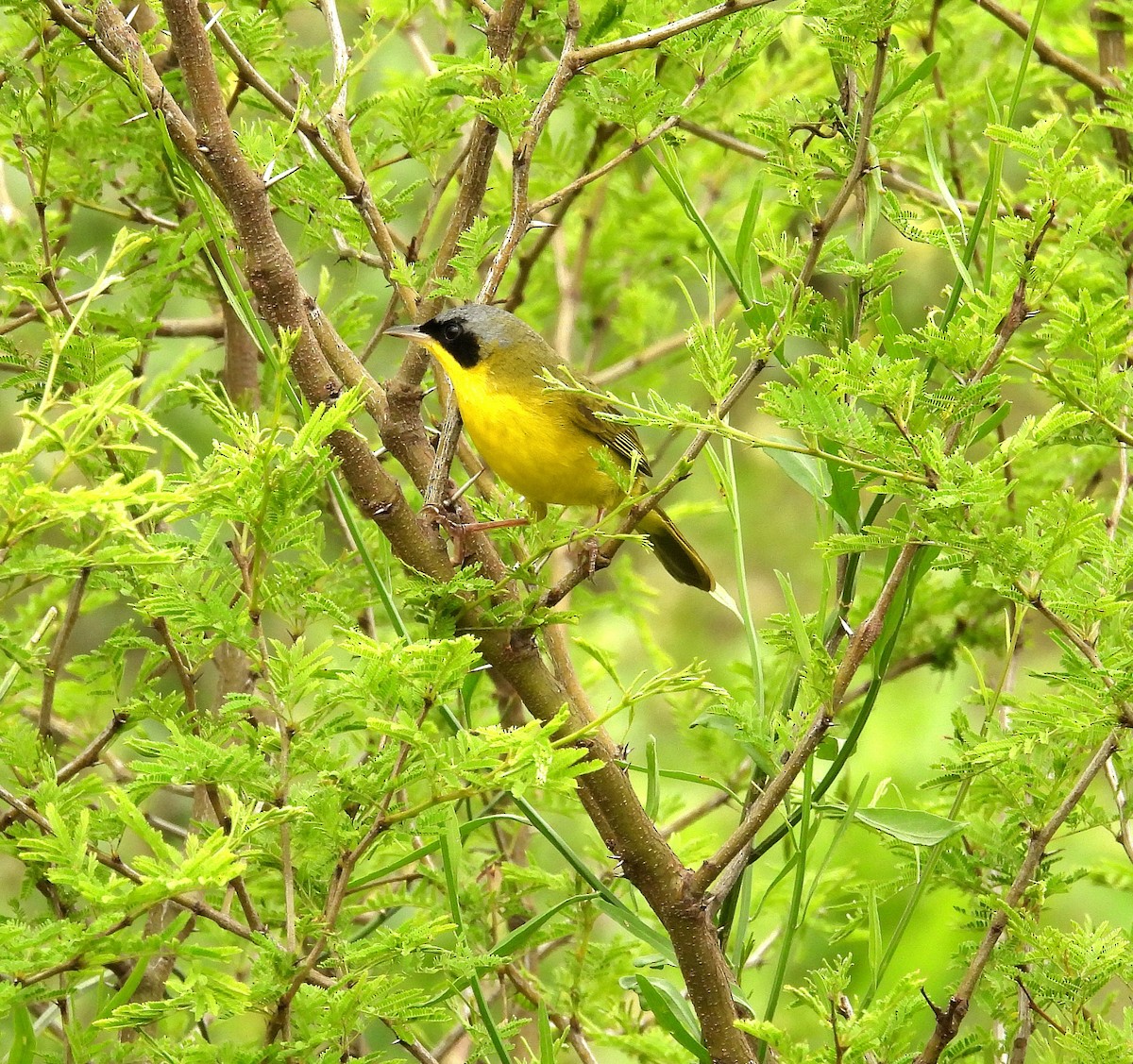 Southern Yellowthroat - ML624928642