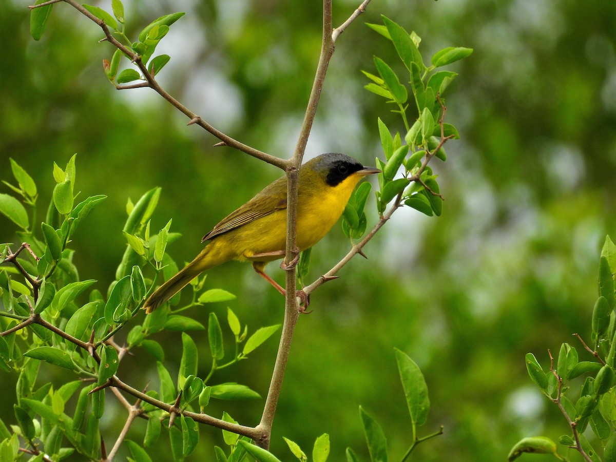 Southern Yellowthroat - ML624928643