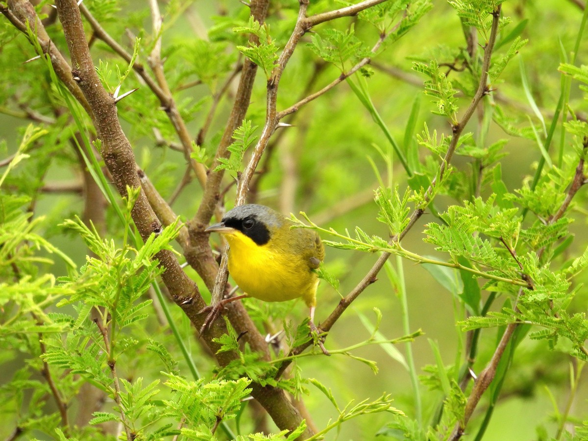 Southern Yellowthroat - ML624928644