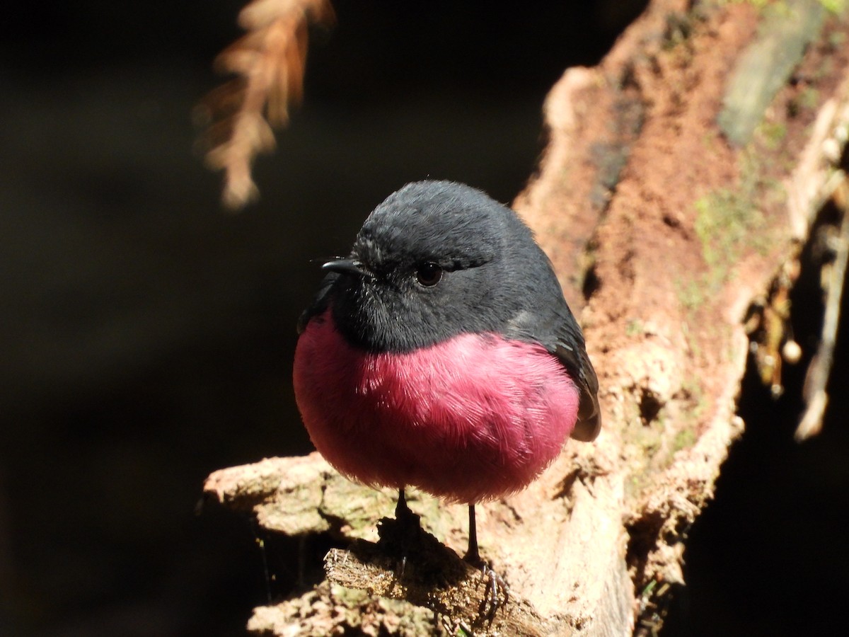 Pink Robin - ML624928742