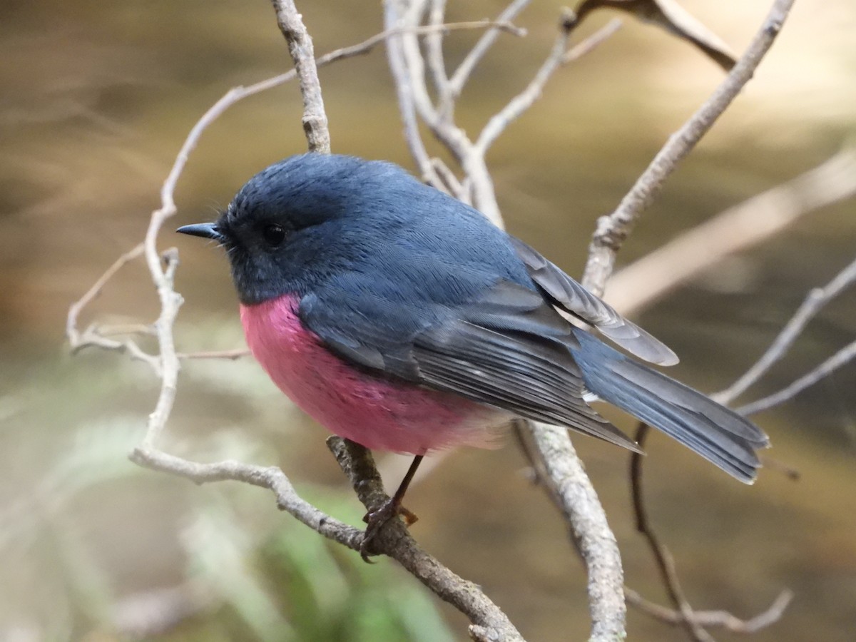 Pink Robin - ML624928806