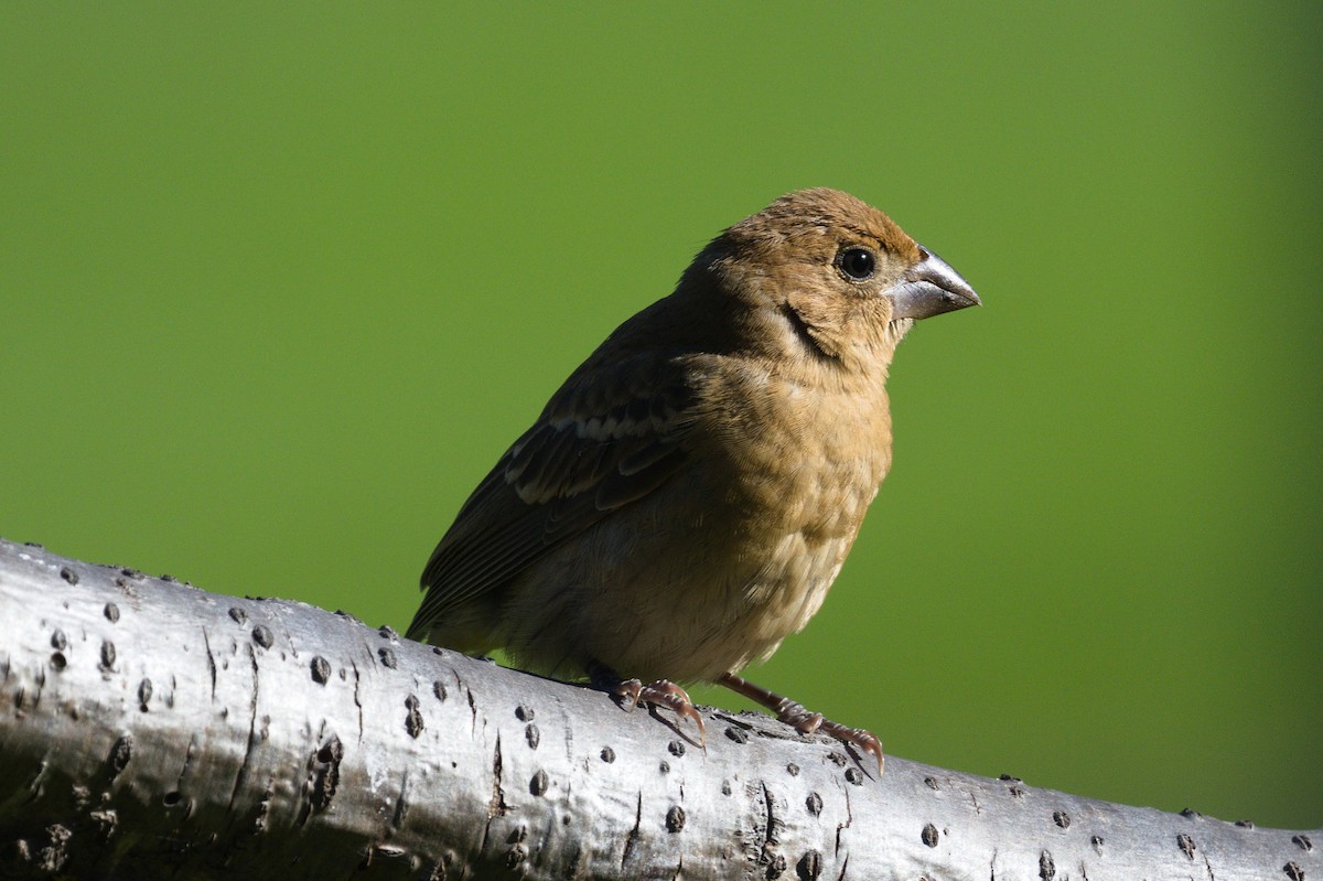 Blue Grosbeak - ML624928838