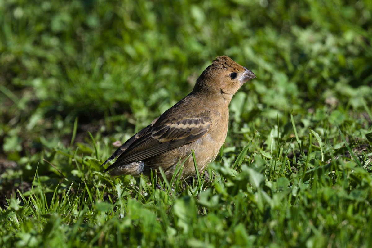 Blue Grosbeak - ML624928866