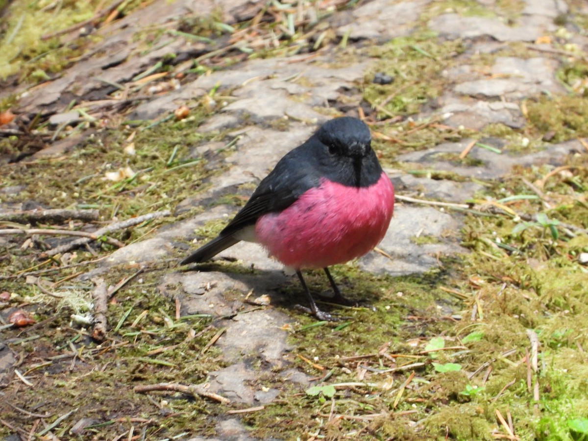 Pink Robin - ML624928890