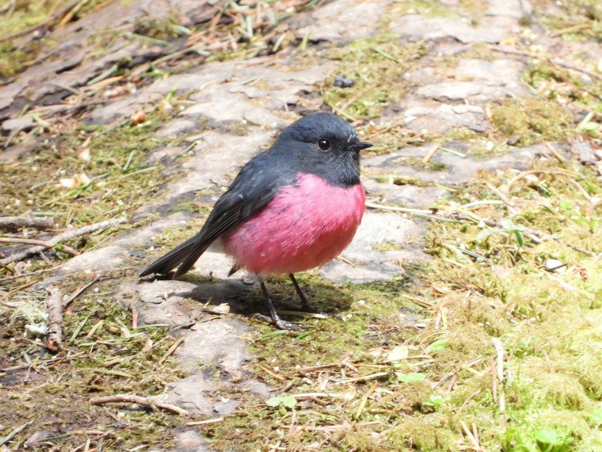 Pink Robin - ML624928961