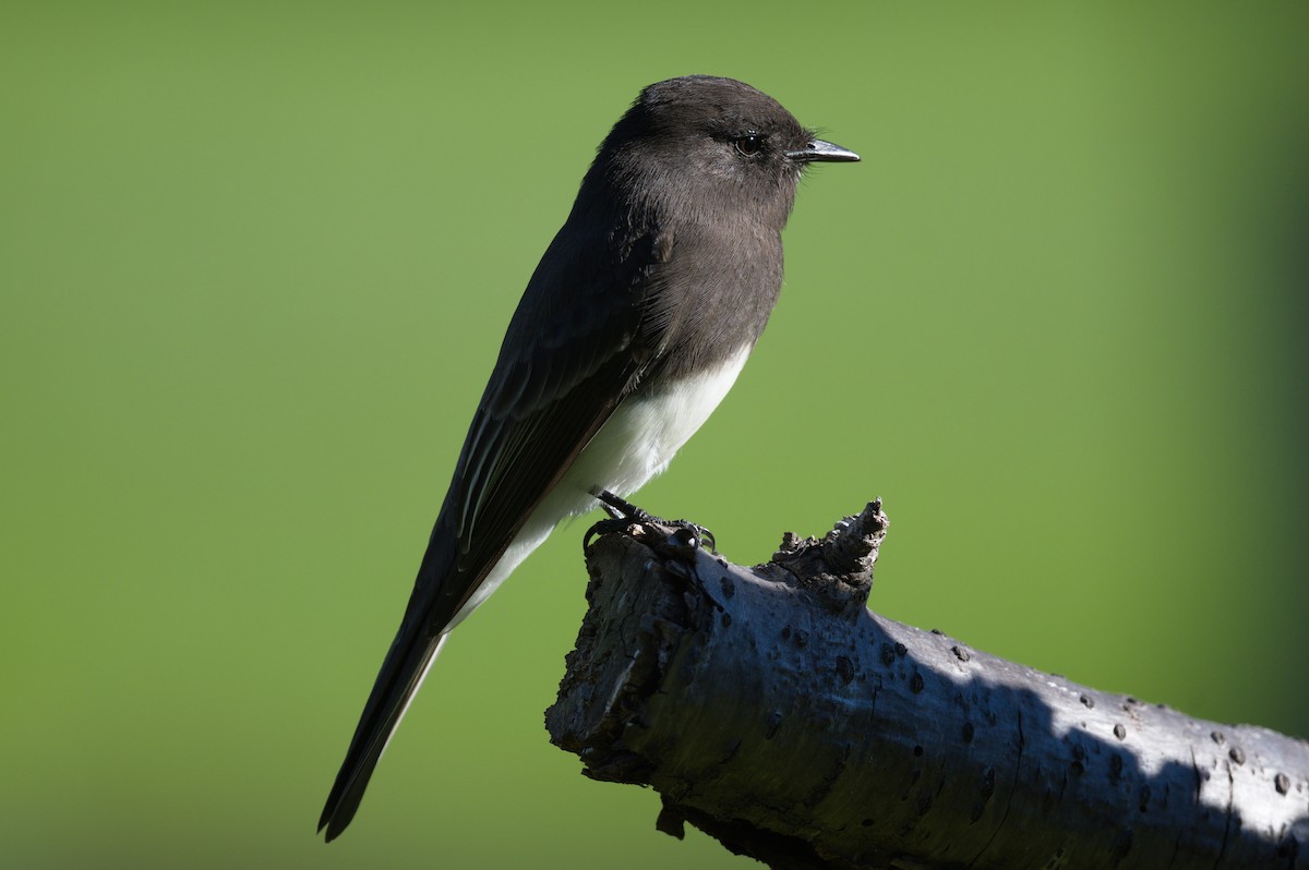 Black Phoebe - ML624928972