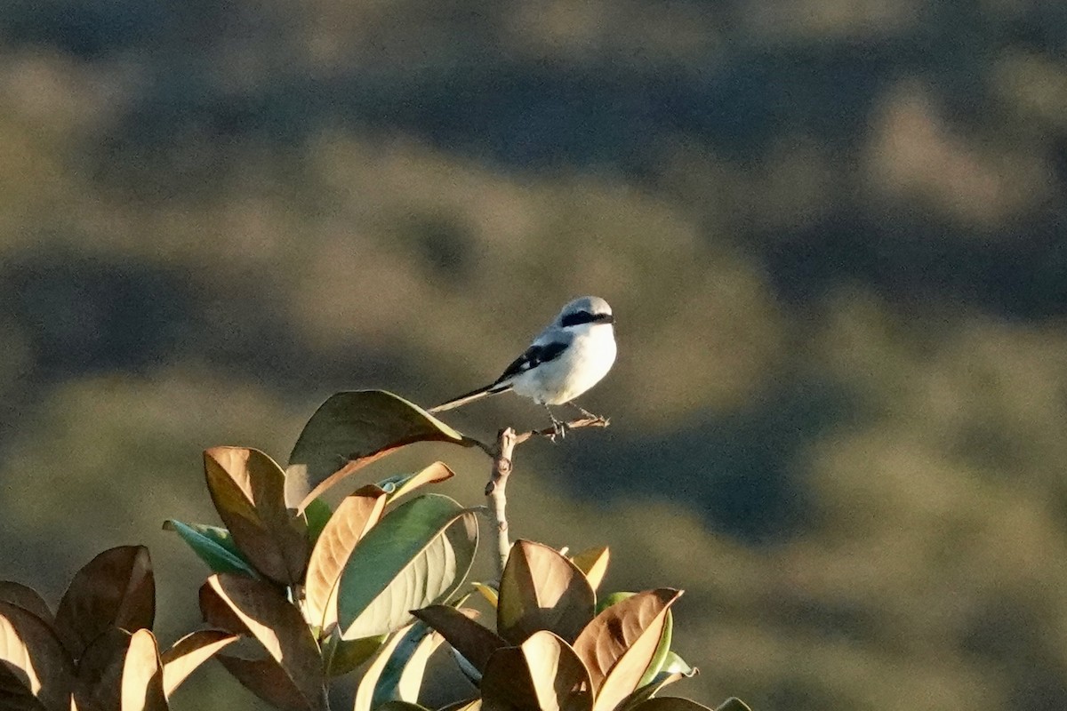 Loggerhead Shrike - ML624929018