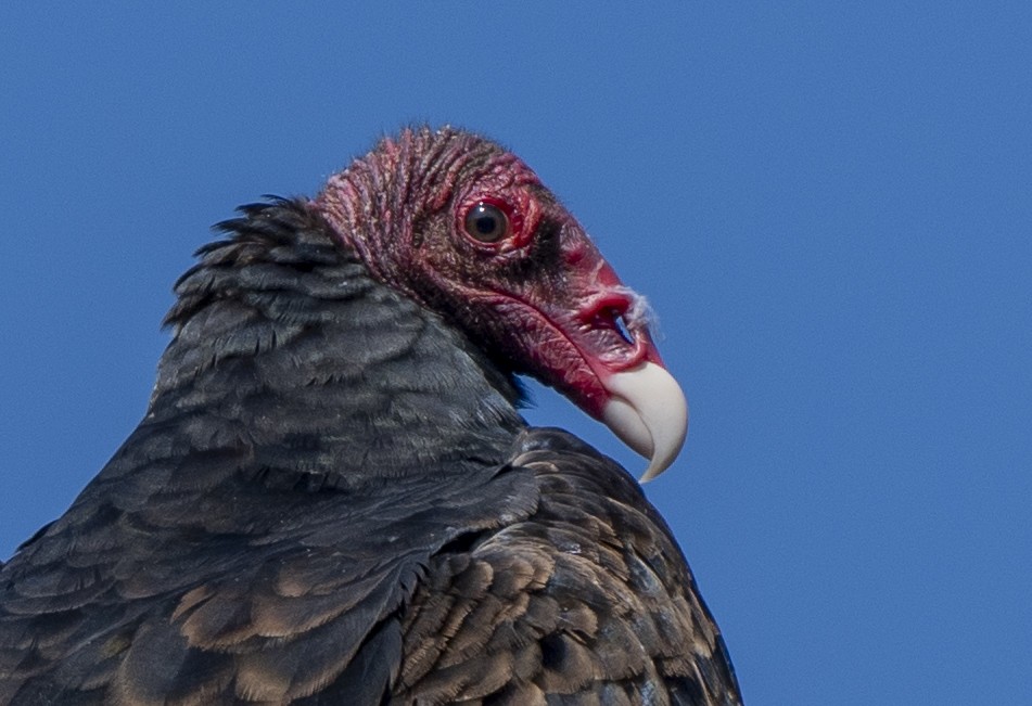 Turkey Vulture - ML624929115