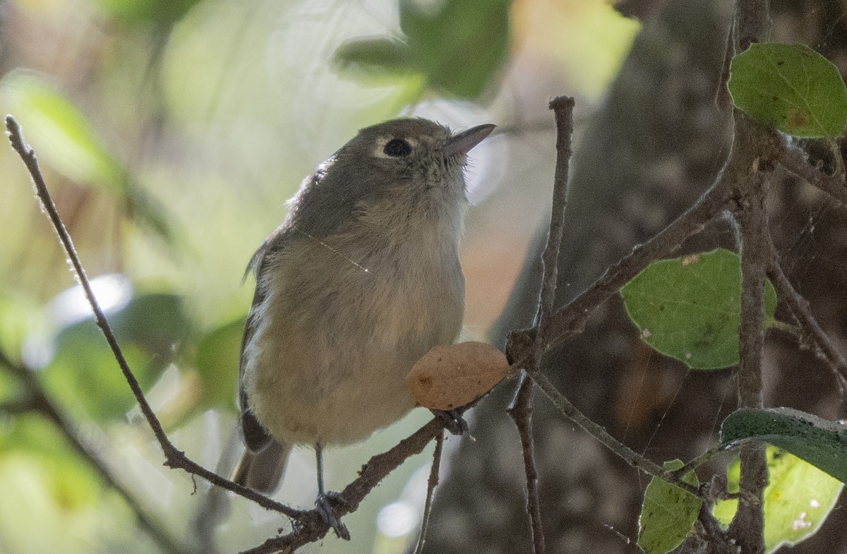 Hutton's Vireo - ML624929122