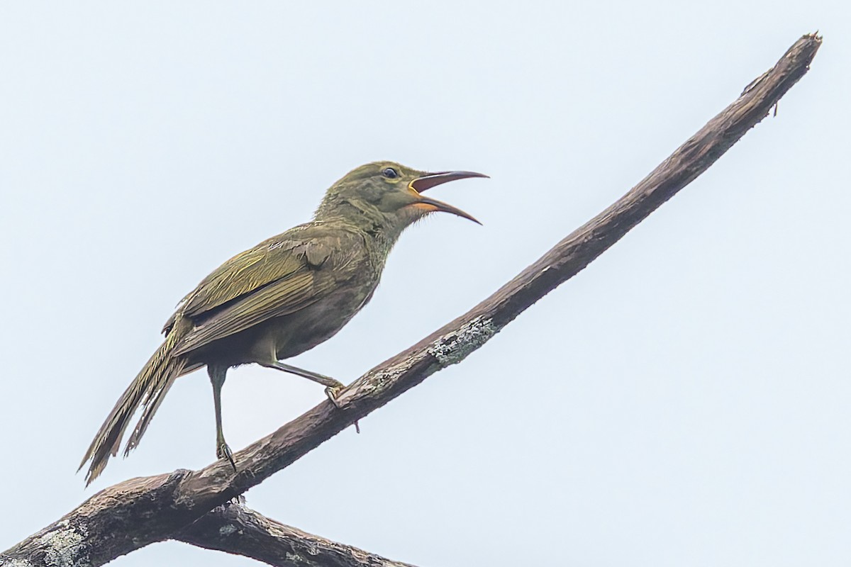 Duetting Giant-Honeyeater - ML624929163