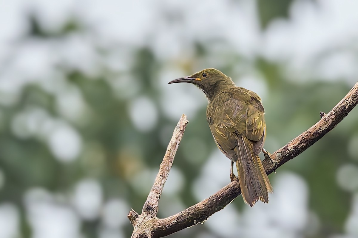 Duetting Giant-Honeyeater - ML624929164