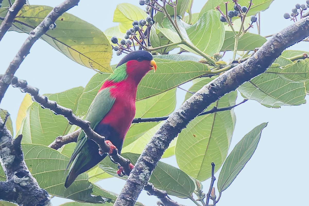 Collared Lory - ML624929194