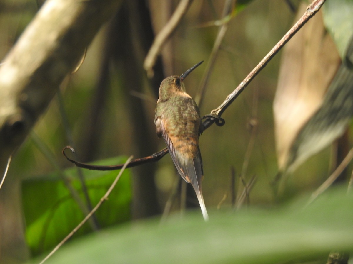 Needle-billed Hermit - ML624929530