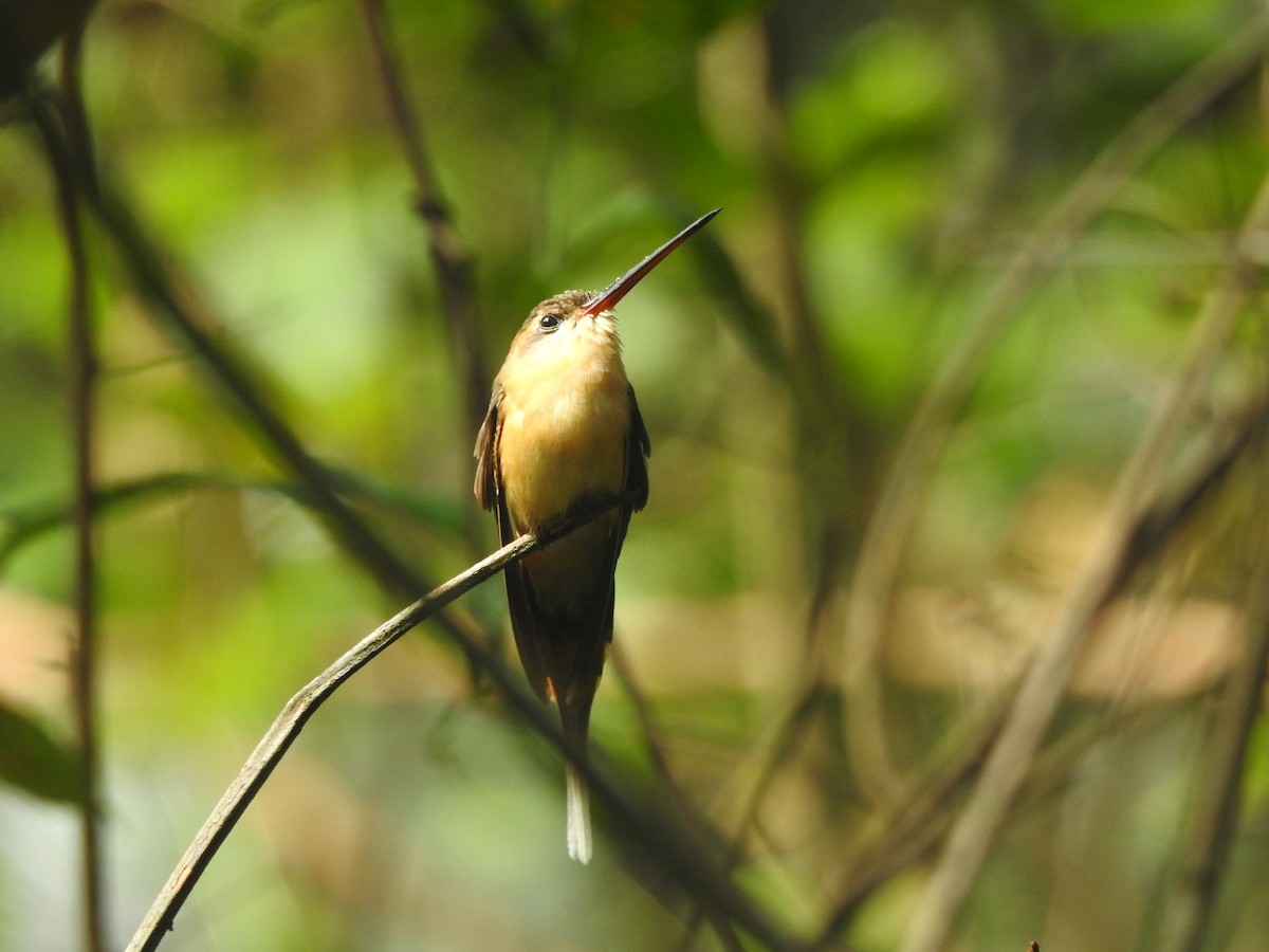 Needle-billed Hermit - ML624929531