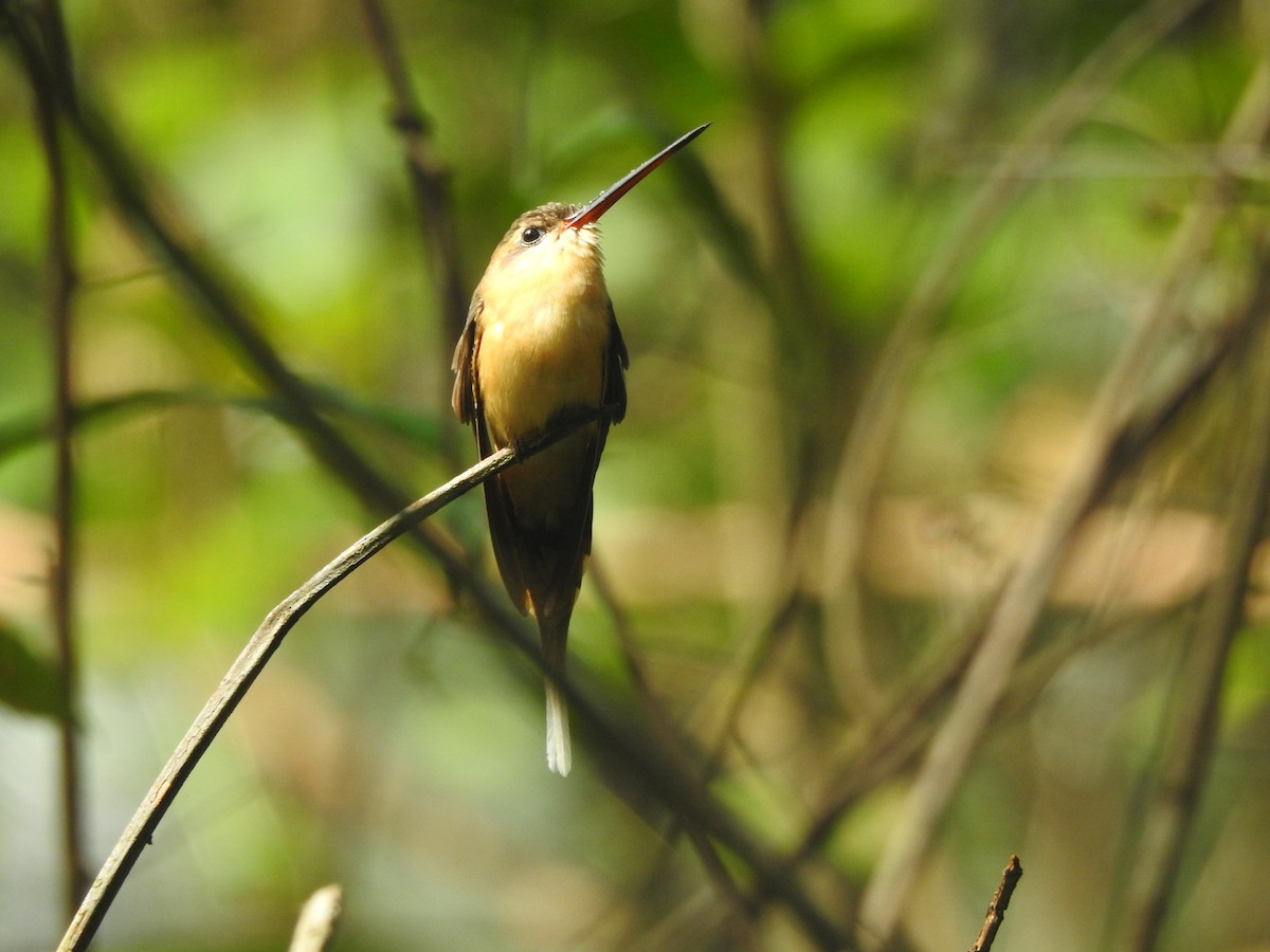 Needle-billed Hermit - ML624929532