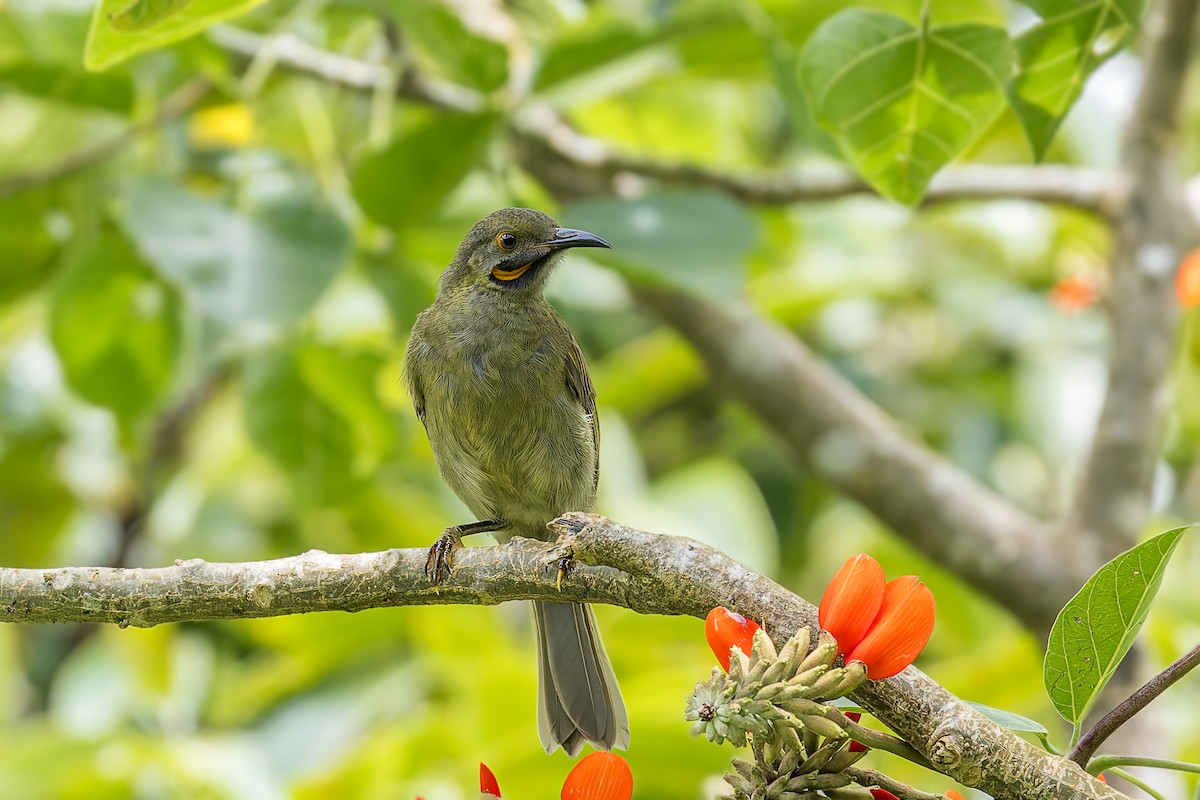 Western Wattled-Honeyeater - ML624929669