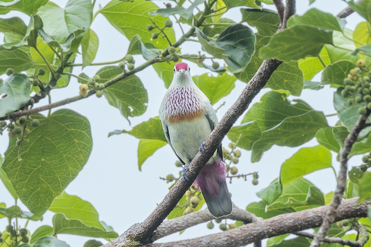 Many-colored Fruit-Dove - ML624929675