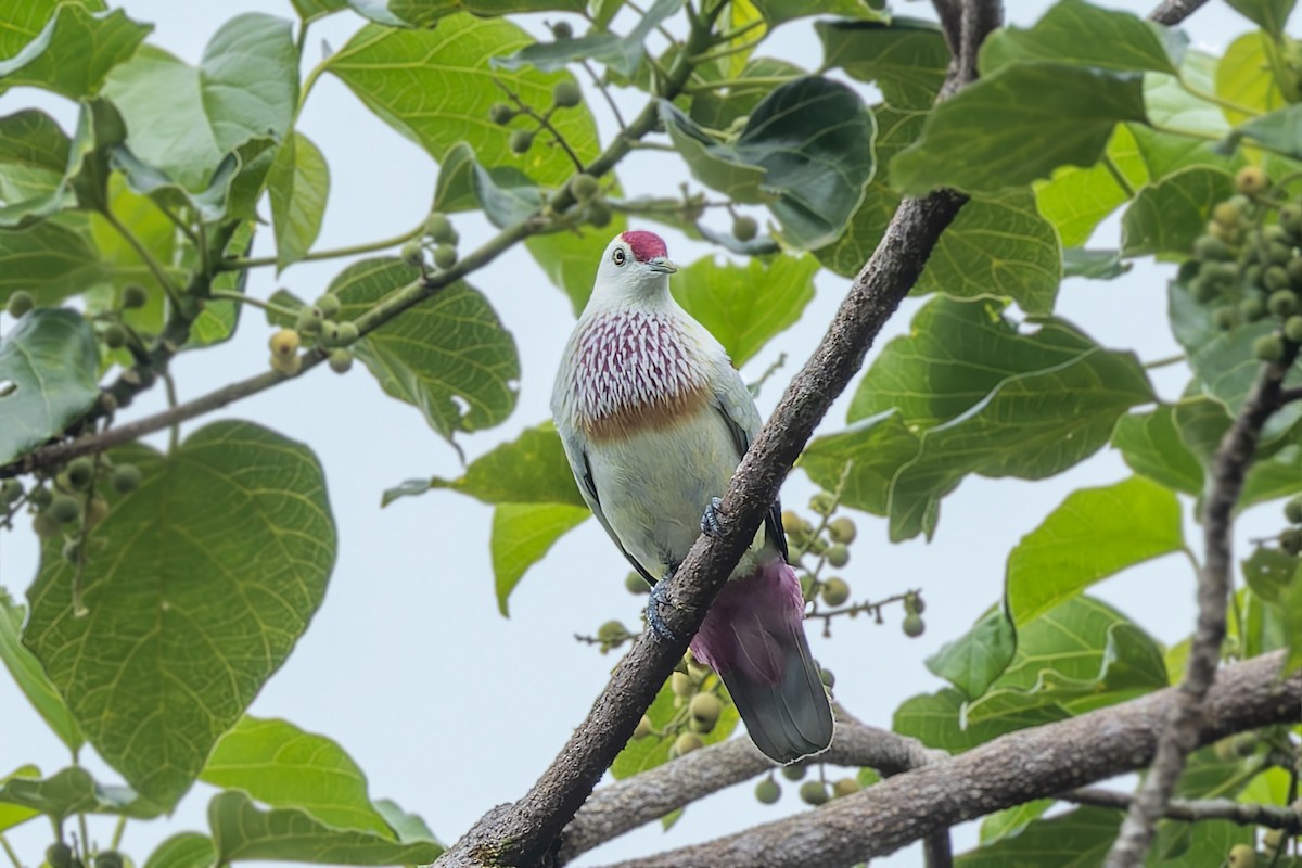 Many-colored Fruit-Dove - ML624929676