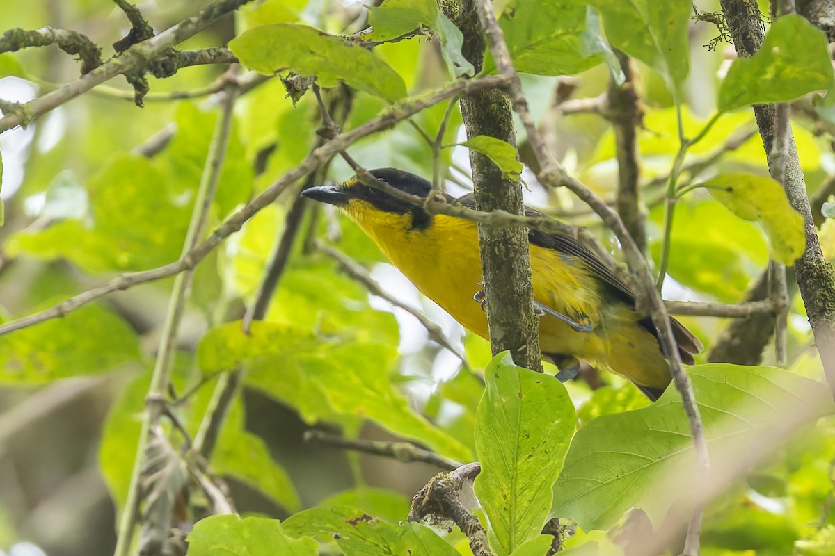 Yellow-throated Fiji Whistler - ML624929680