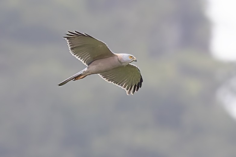 Fiji Goshawk - ML624929684