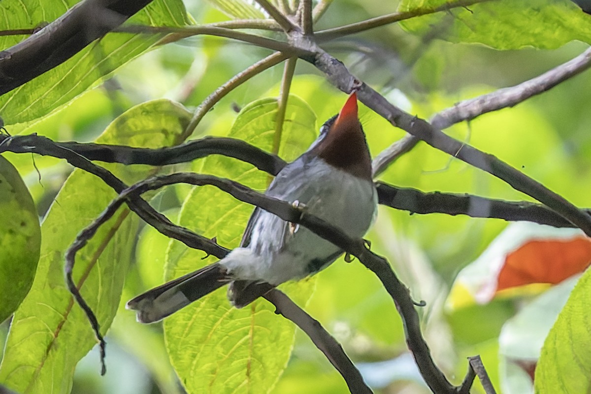 Chestnut-throated Flycatcher - ML624929687