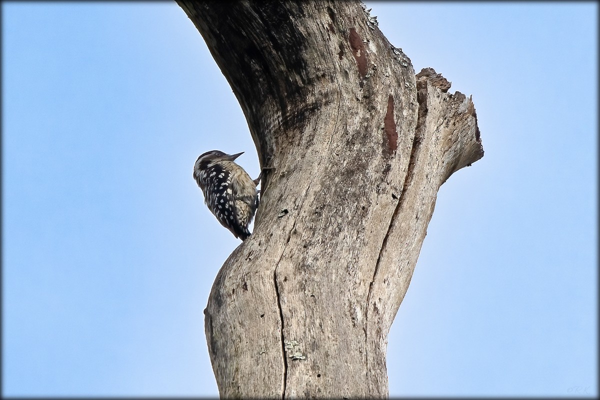 Brown-capped Pygmy Woodpecker - ML624929747