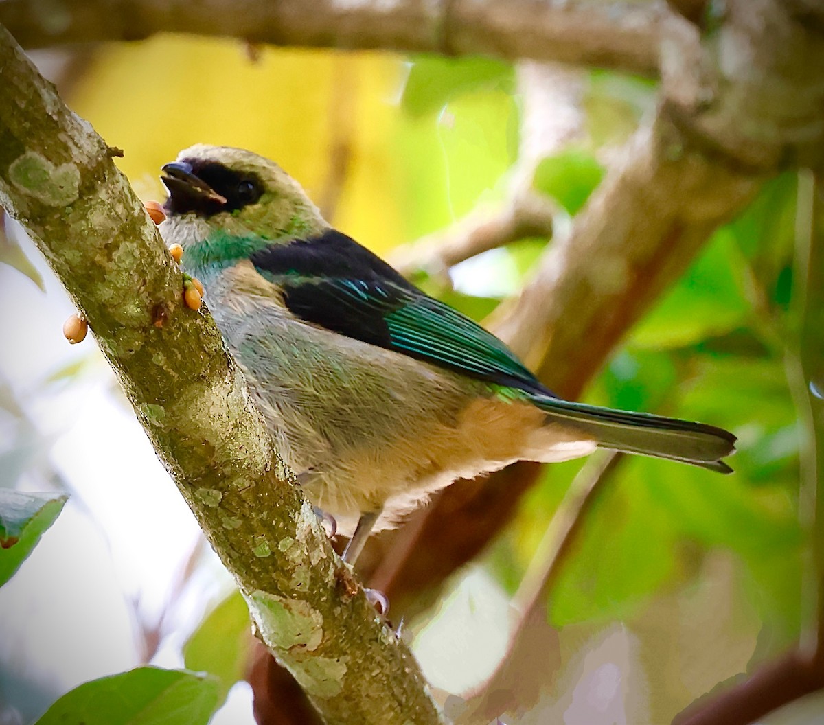 Metallic-green Tanager - ML624929851