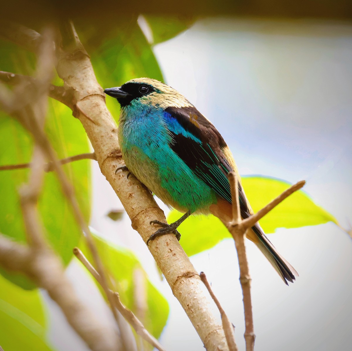 Metallic-green Tanager - Francisco Jaramillo