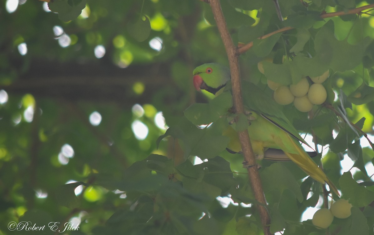 紅領綠鸚鵡 - ML624929996