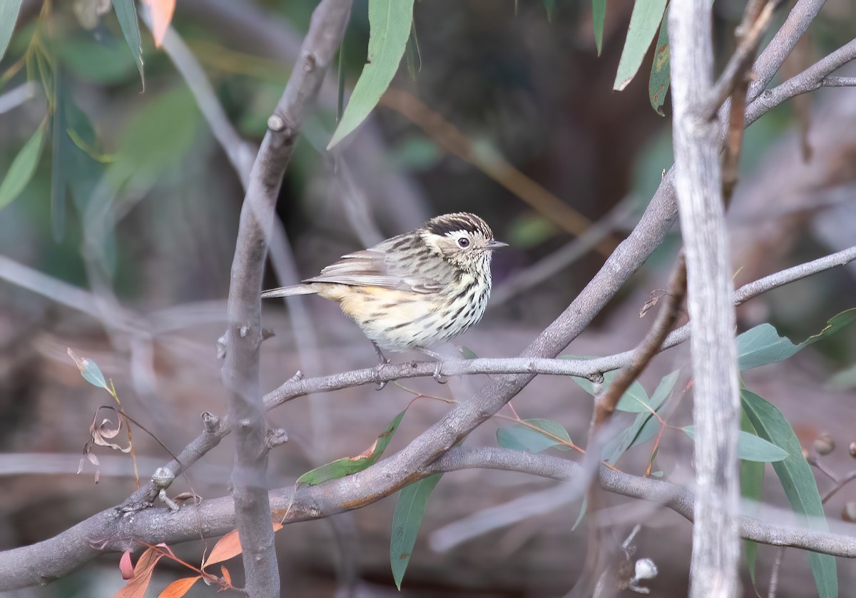 Speckled Warbler - ML624930055