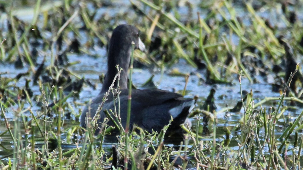 American Coot - ML624930063