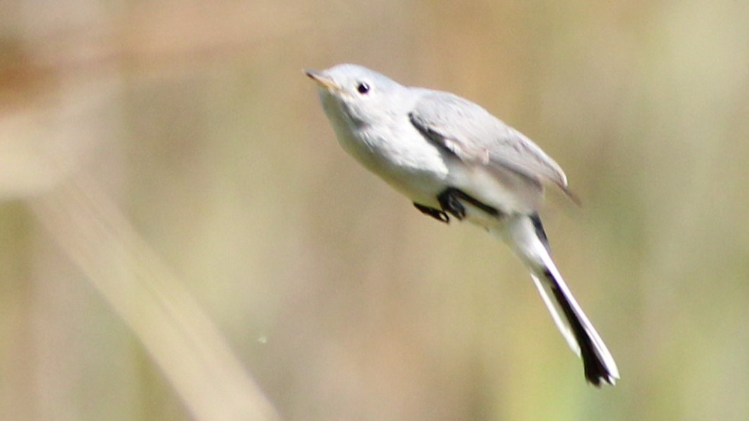 Blue-gray Gnatcatcher - Vincent Palmer