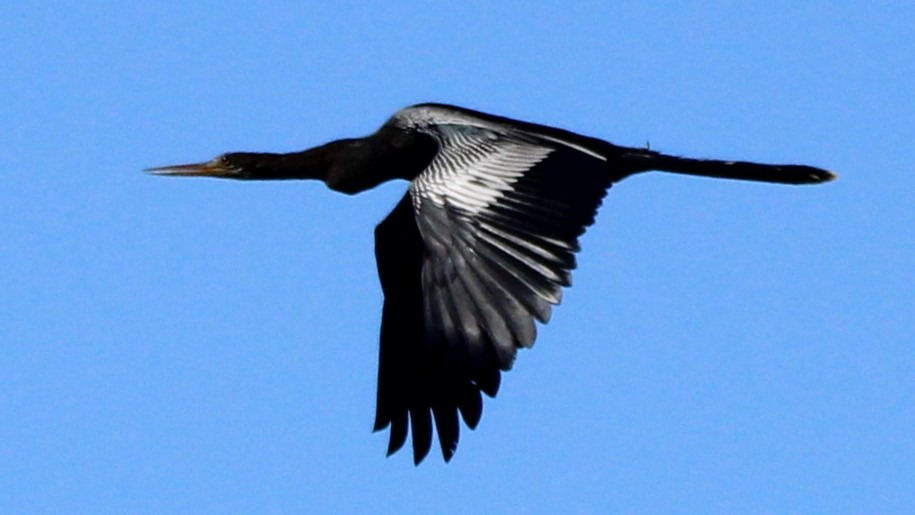 Anhinga - Vincent Palmer