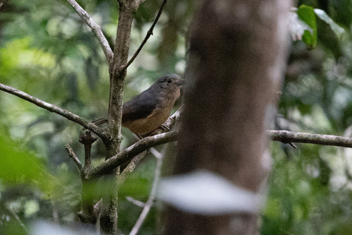 Bower's Shrikethrush - ML624930110