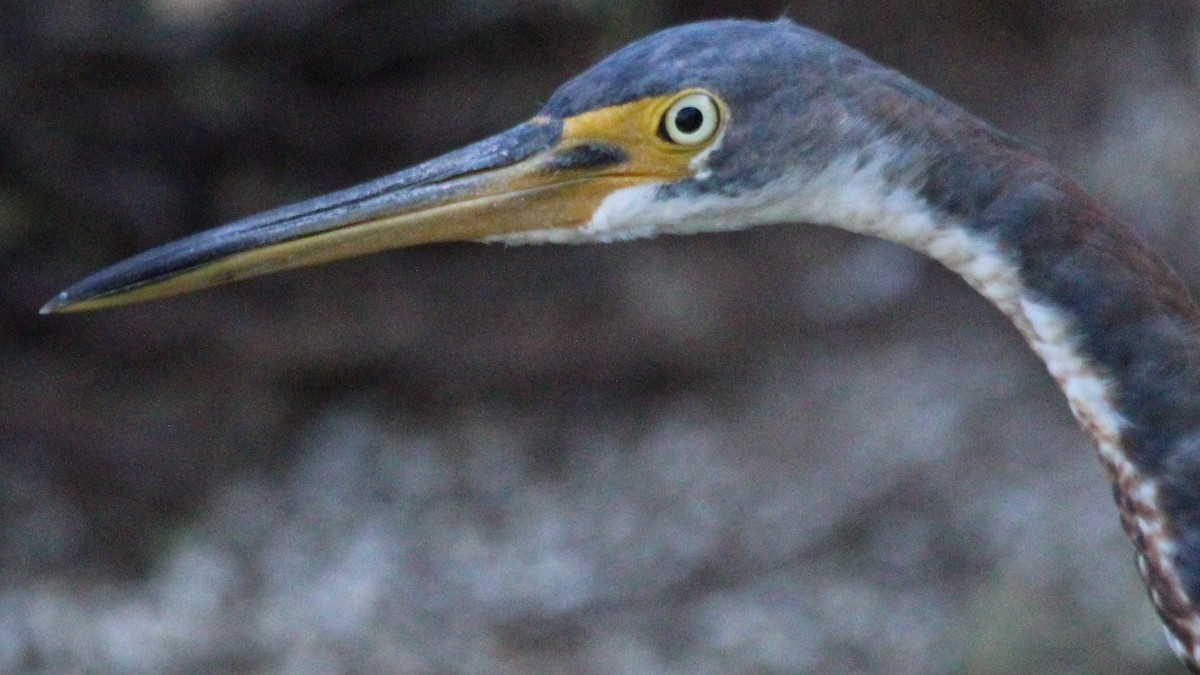 Tricolored Heron - ML624930126