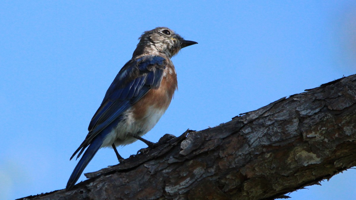 Eastern Bluebird - ML624930141