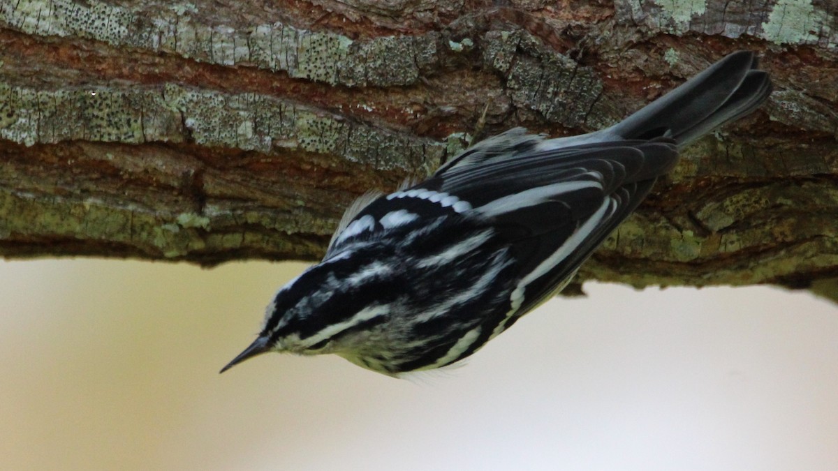 Black-and-white Warbler - ML624930167