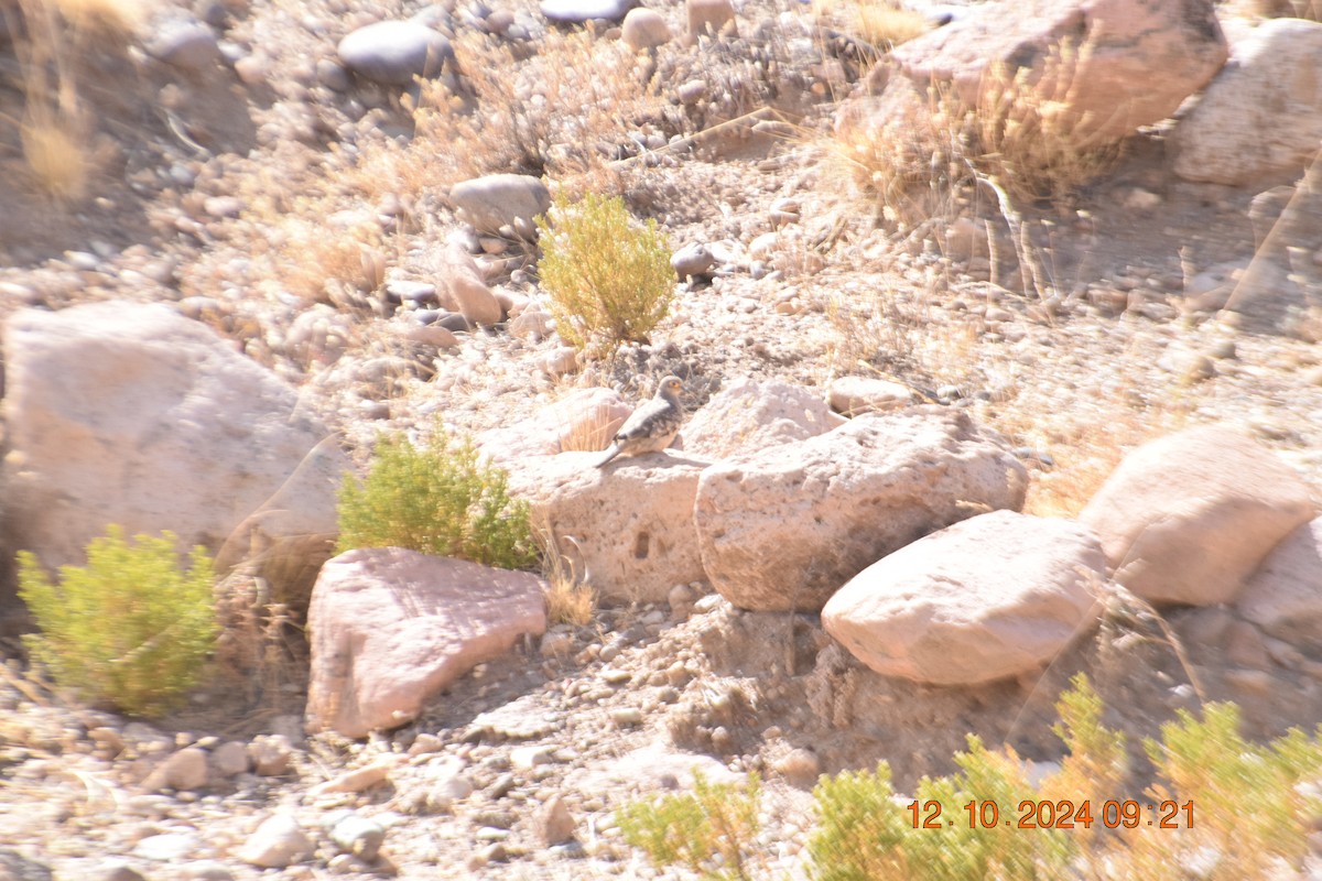 Bare-faced Ground Dove - ML624930274