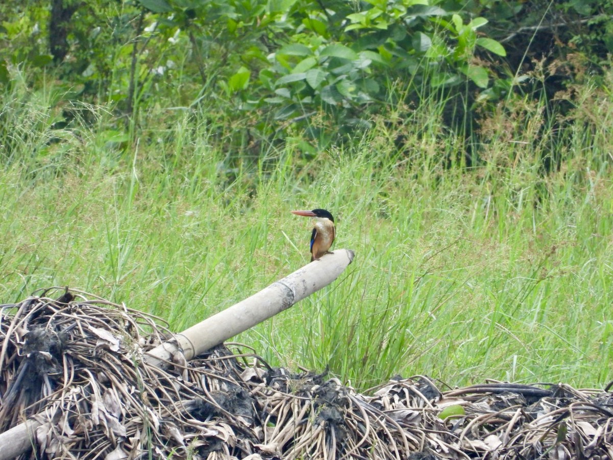 Black-capped Kingfisher - ML624930350