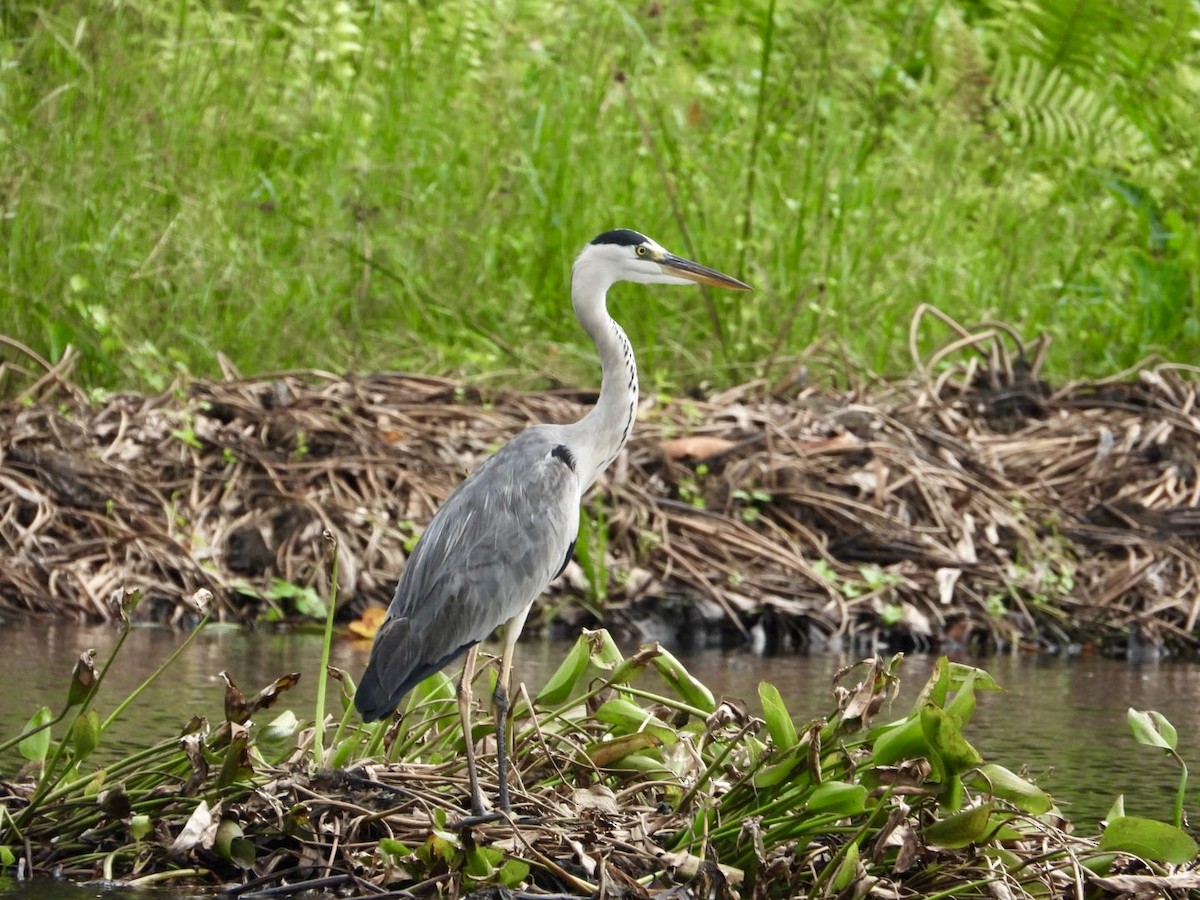 Gray Heron - ML624930383