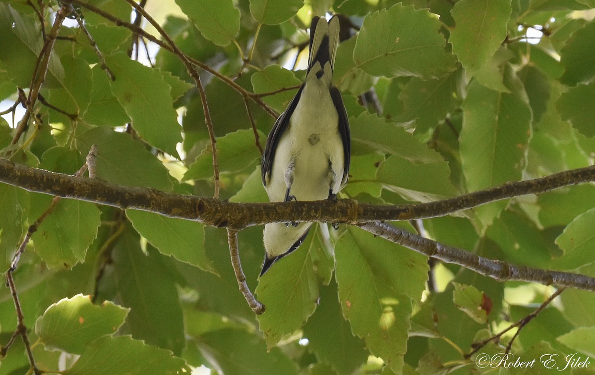 灰山椒鳥 - ML624930458