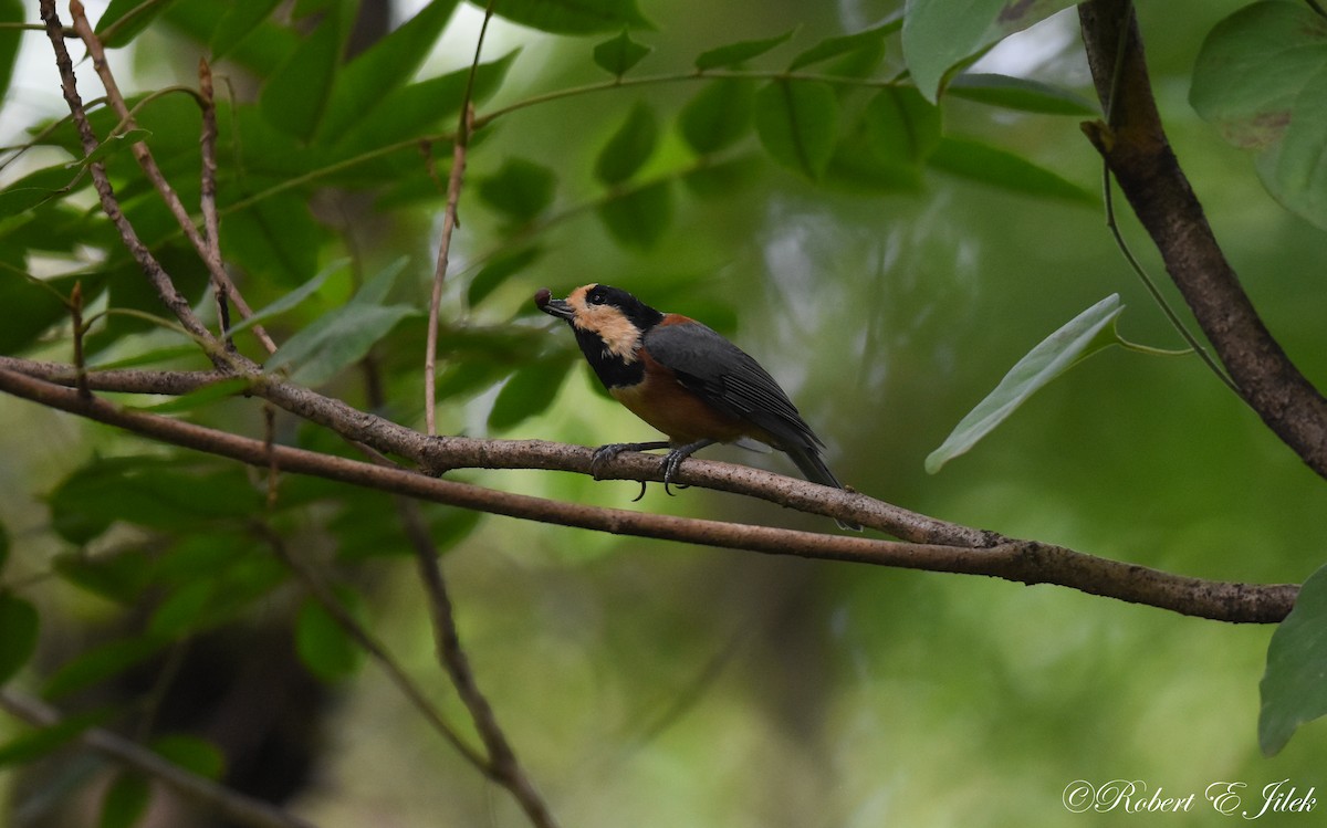 雜色山雀 - ML624930464