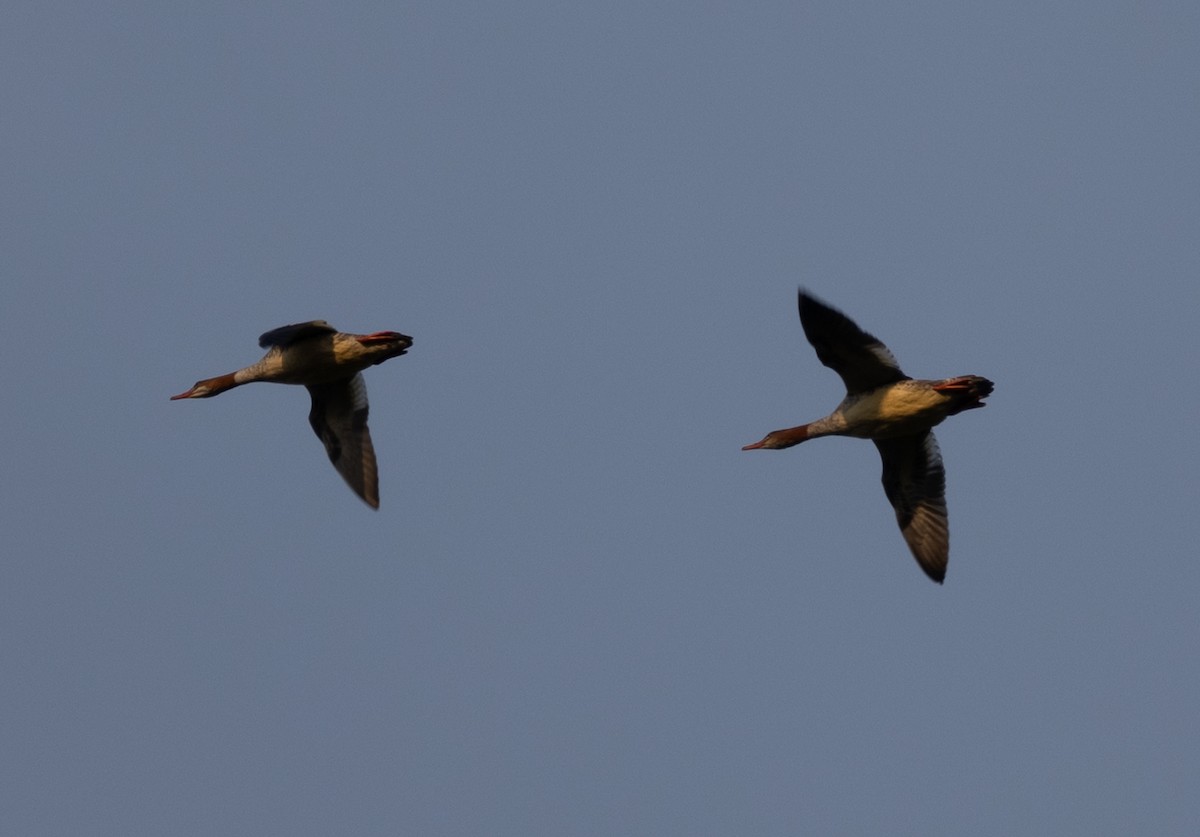 Common Merganser - ML624930465