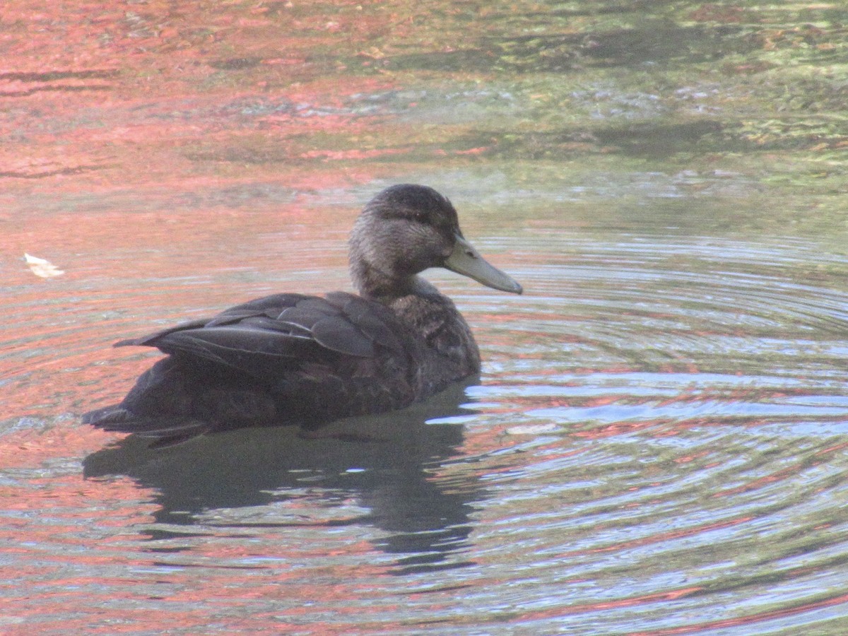 American Black Duck - ML624930467