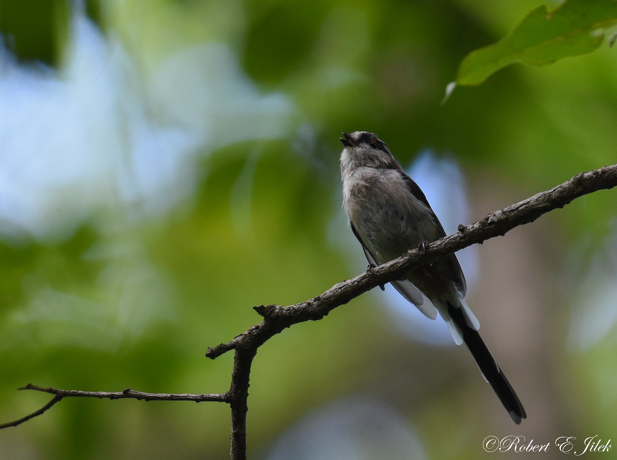 Long-tailed Tit - ML624930470