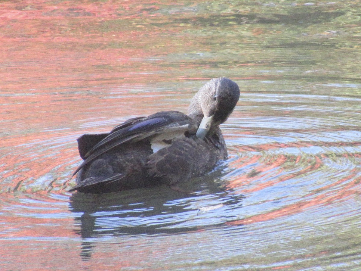 American Black Duck - ML624930471