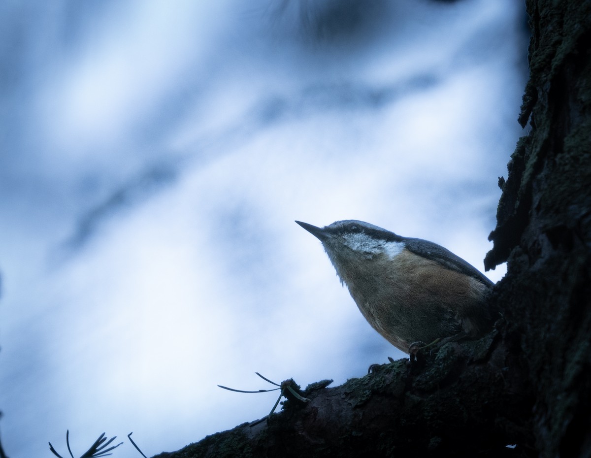 Red-breasted Nuthatch - ML624930479